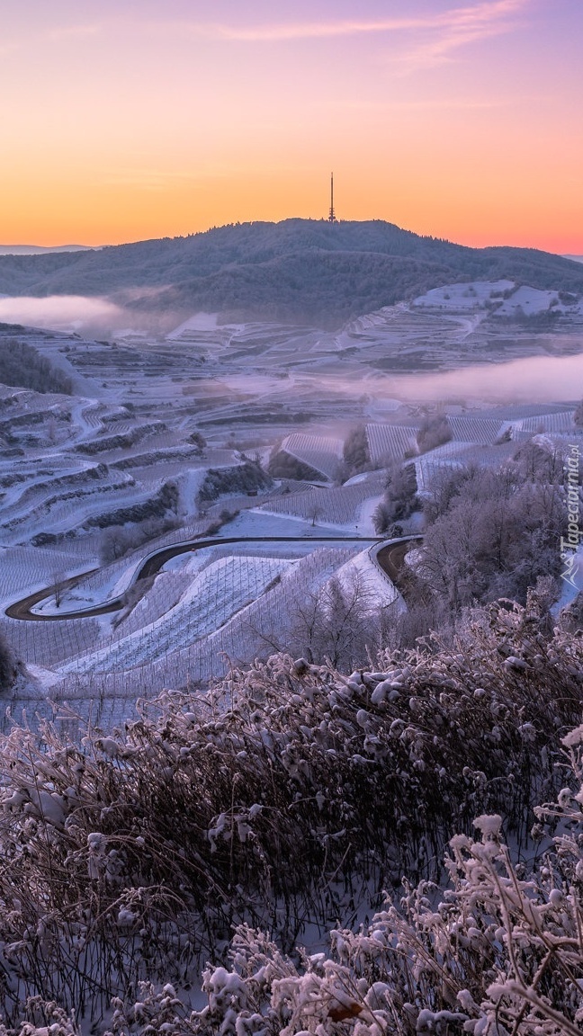 Winnice w Kaiserstuhl zimową porą