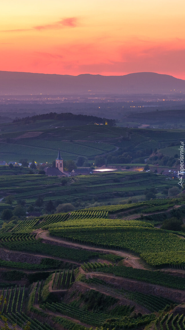 Winnice w Kaiserstuhl