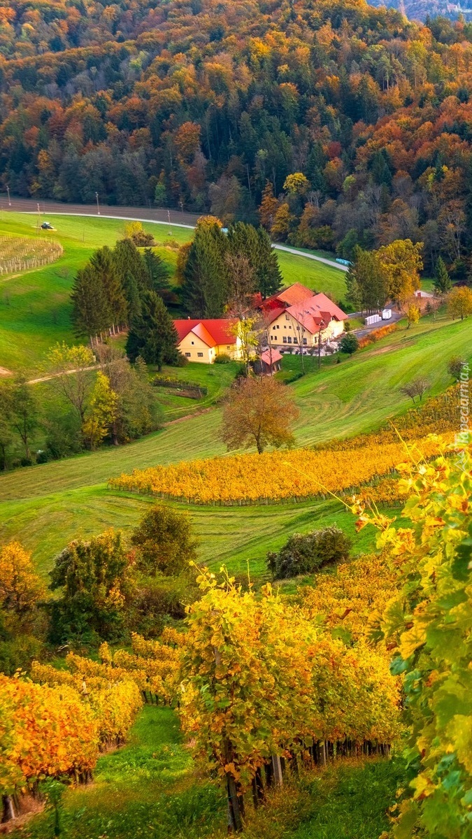Winnice we wsi Spicnik jesienią