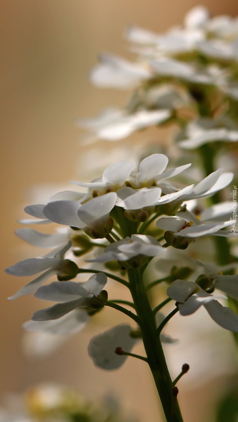 Wiosenne białe kwiaty