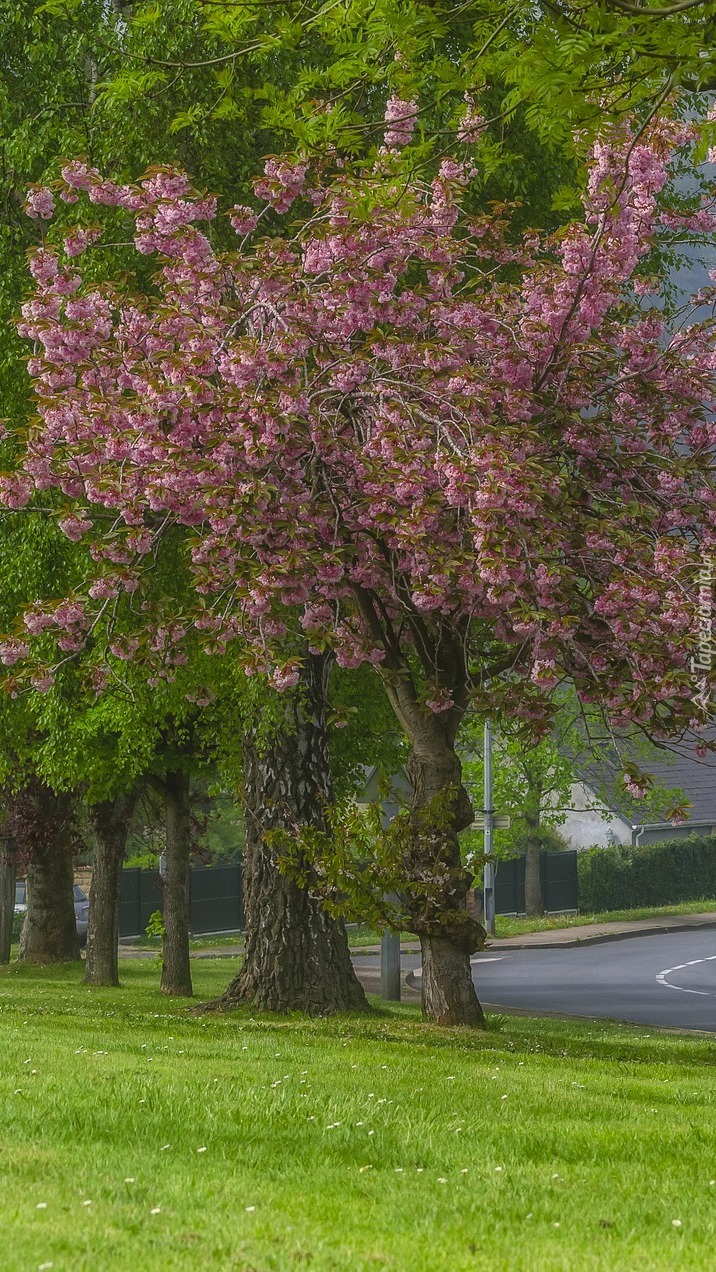 Wiosenne drzewa przy drodze