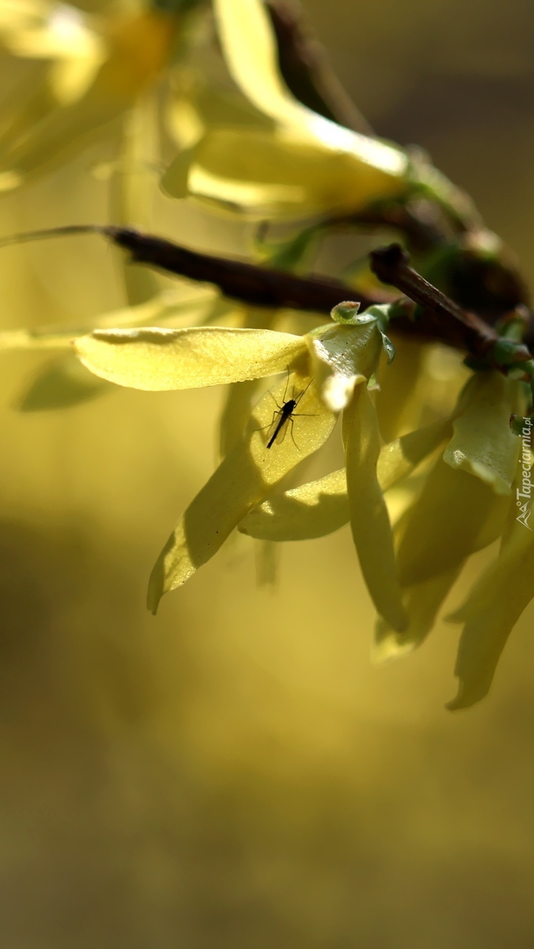 Wiosenne kwiaty forsycji