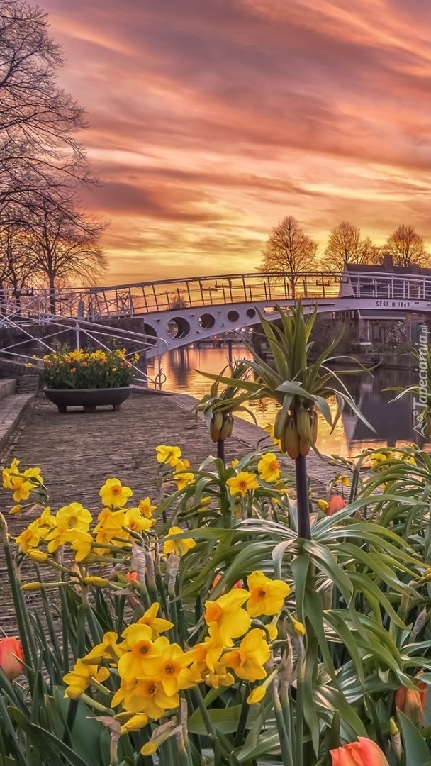 Wiosenne kwiaty obok mostu nad kanałem