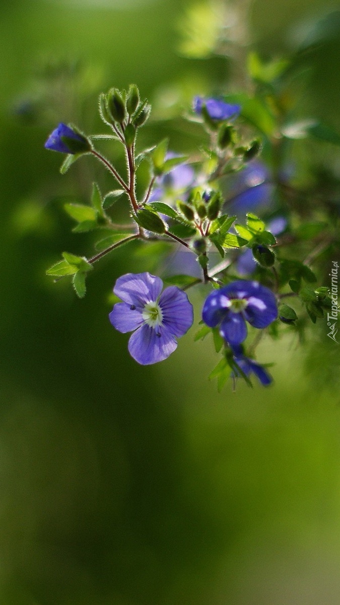 Wiosenne niebieskie kwiatki