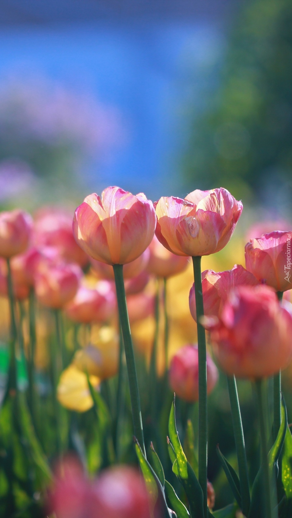 Wiosenne tulipany