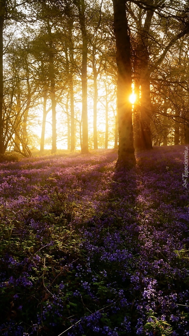 Wiosenny świt w lesie
