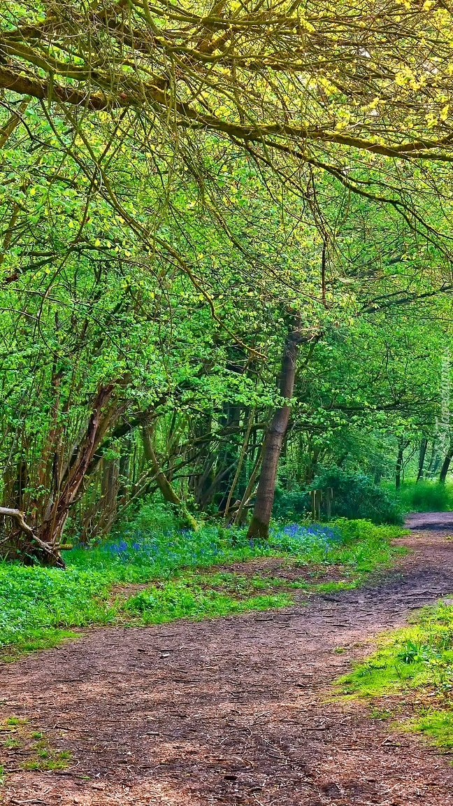 Wiosna w Clapham Park Wood