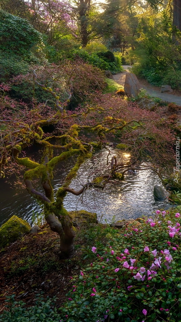 Wiosna w ogrodzie Kubota Garden w Seattle