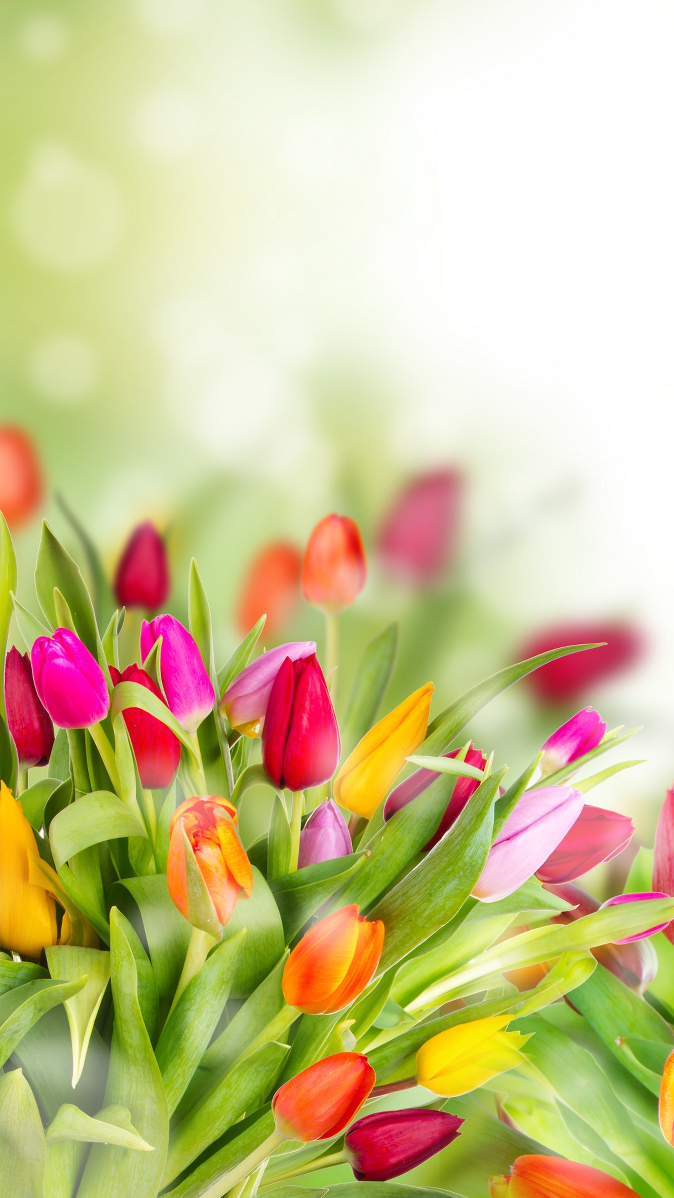 Wiosna w tulipanach