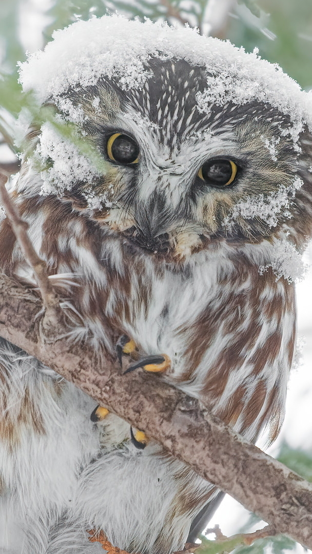 Włochatka mała z ośnieżoną głową