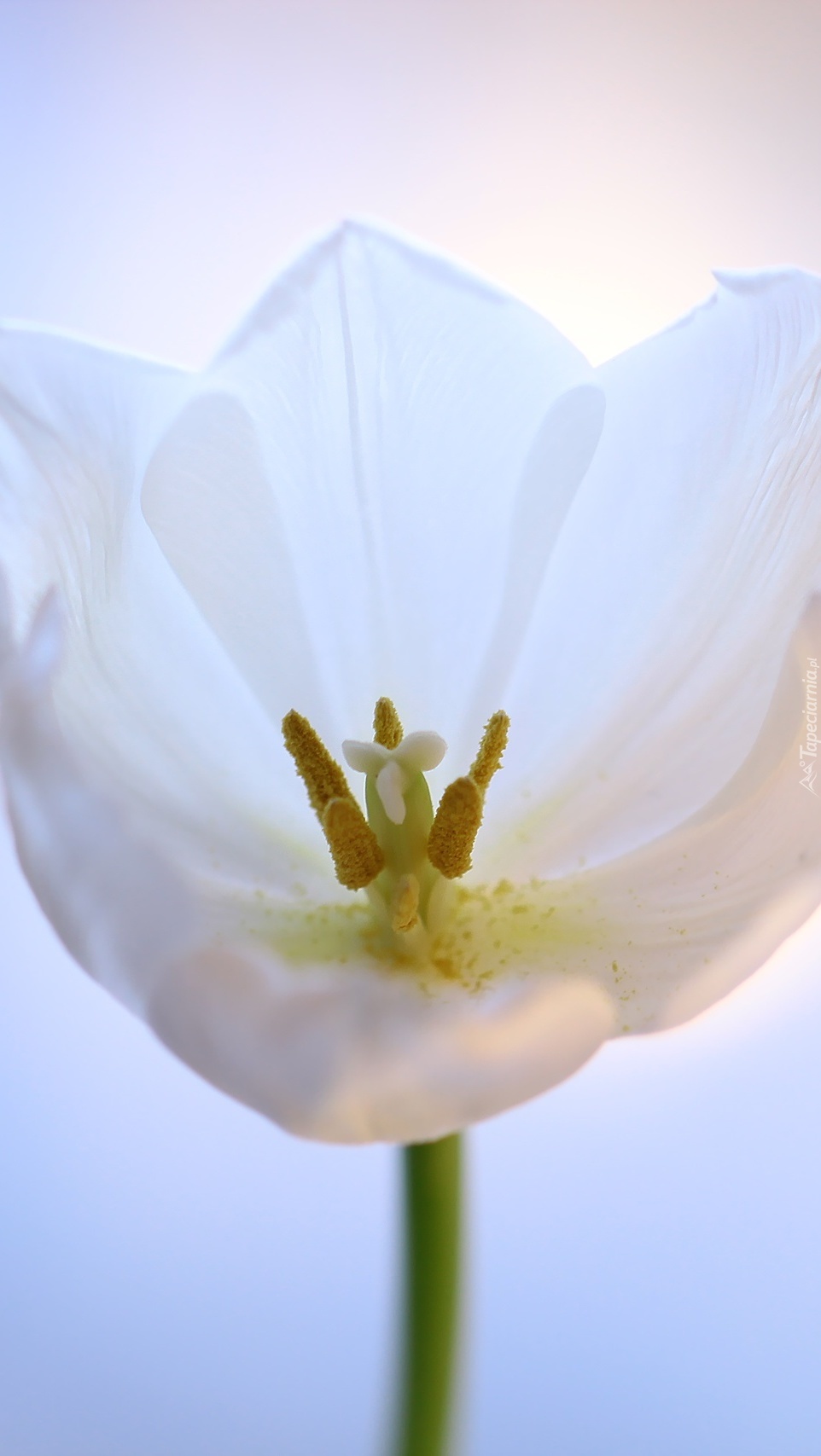 Wnętrze białego tulipana