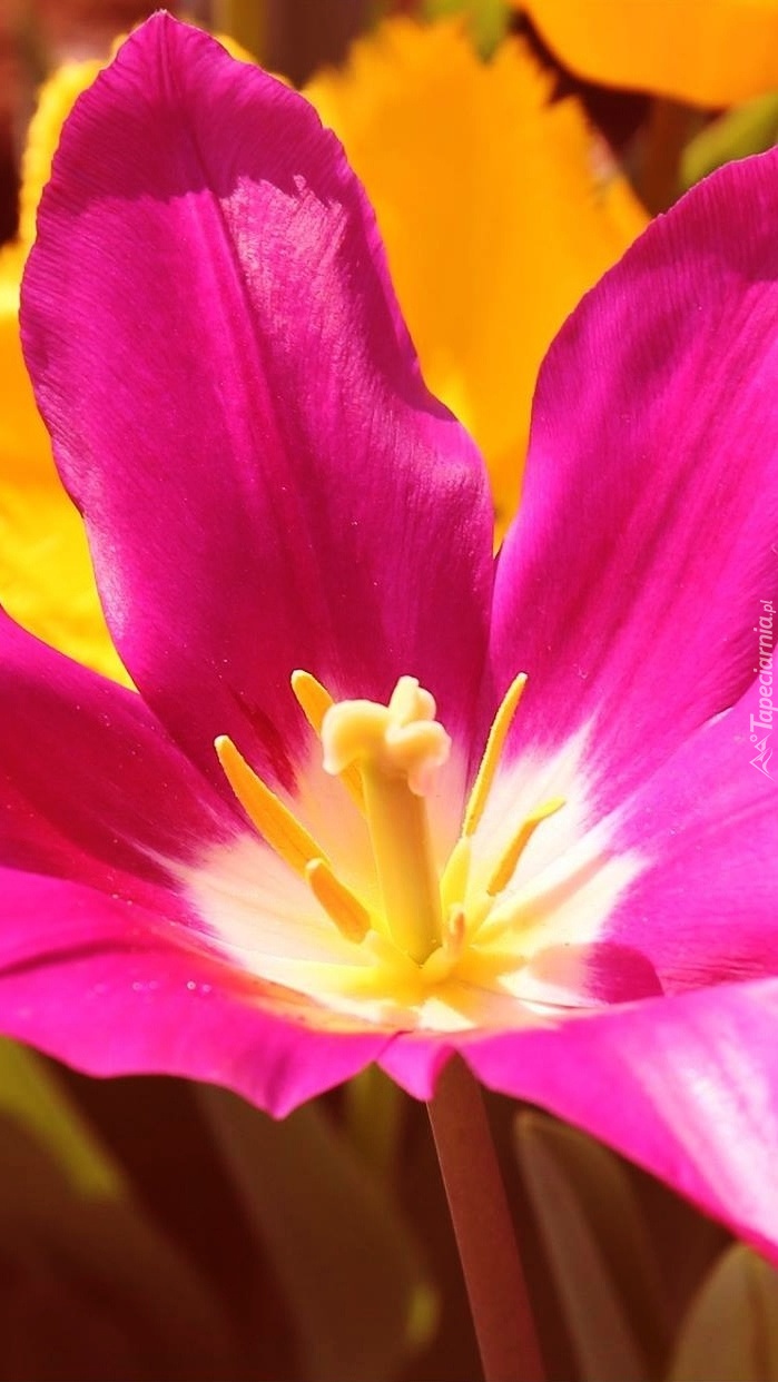 Wnętrze różowego tulipana