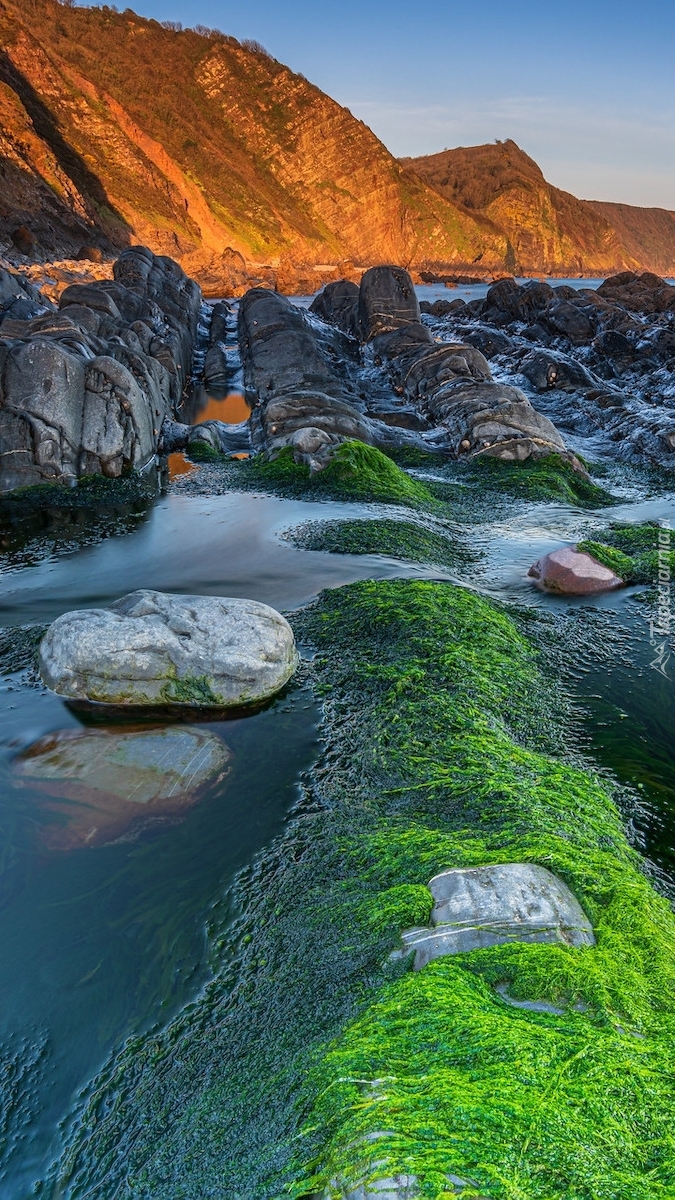 Wodorosty i skały na plaży Mouthmill Beach