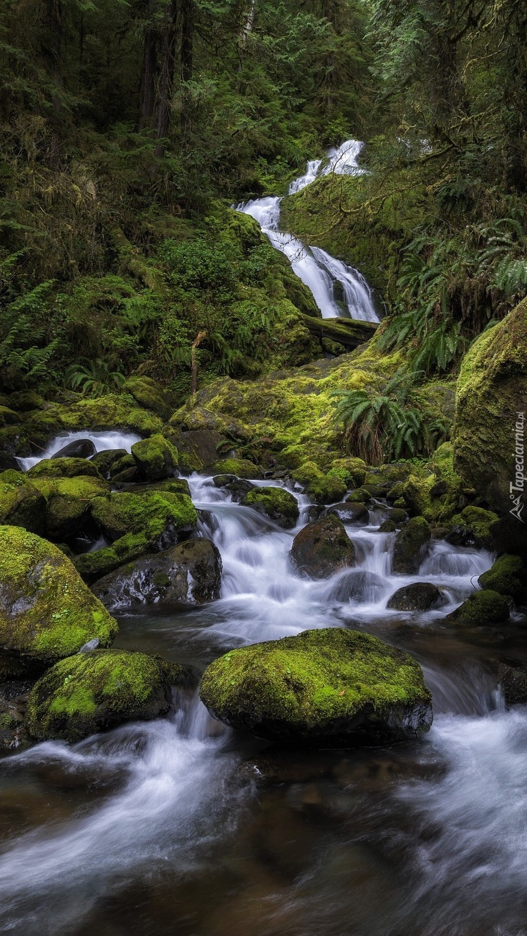 Wodospad Bunch Falls