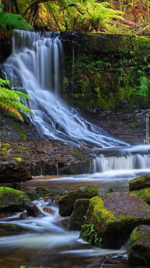 Wodospad Horseshoe Falls w Tasmanii