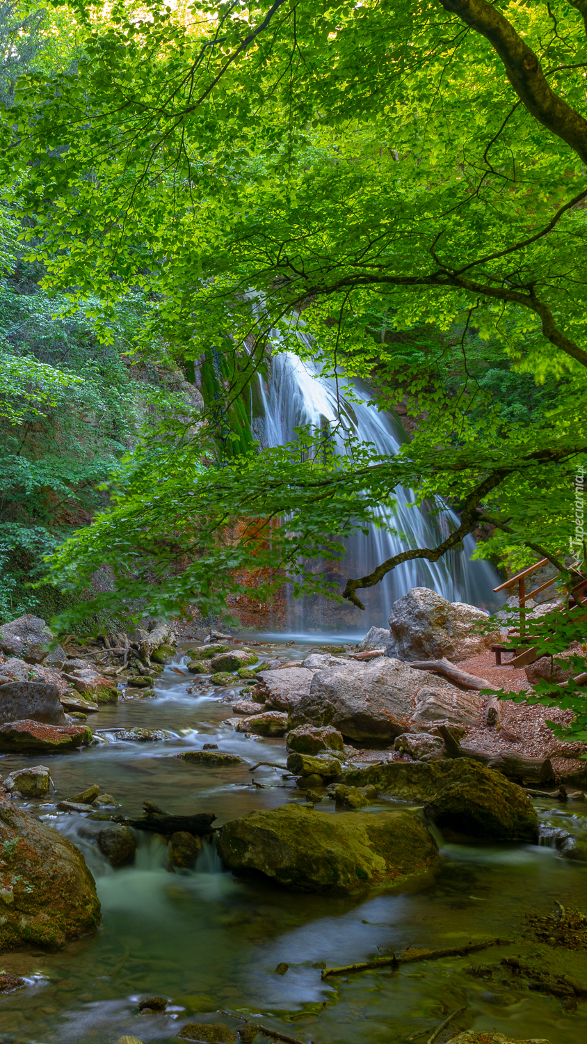 Wodospad i kamienista rzeka w lesie