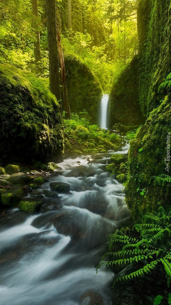 Wodospad i rzeka wśród leśnej zieleni