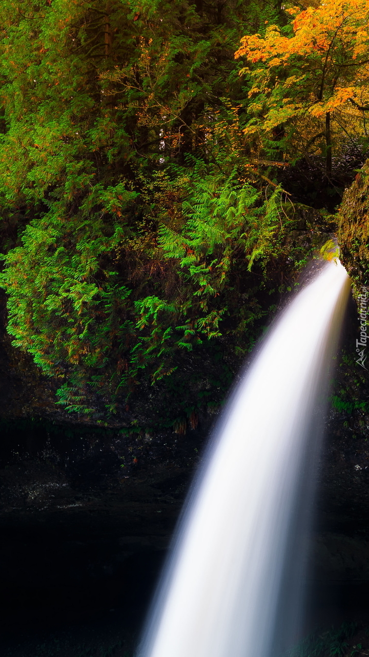 Wodospad North Falls w stanie Oregon