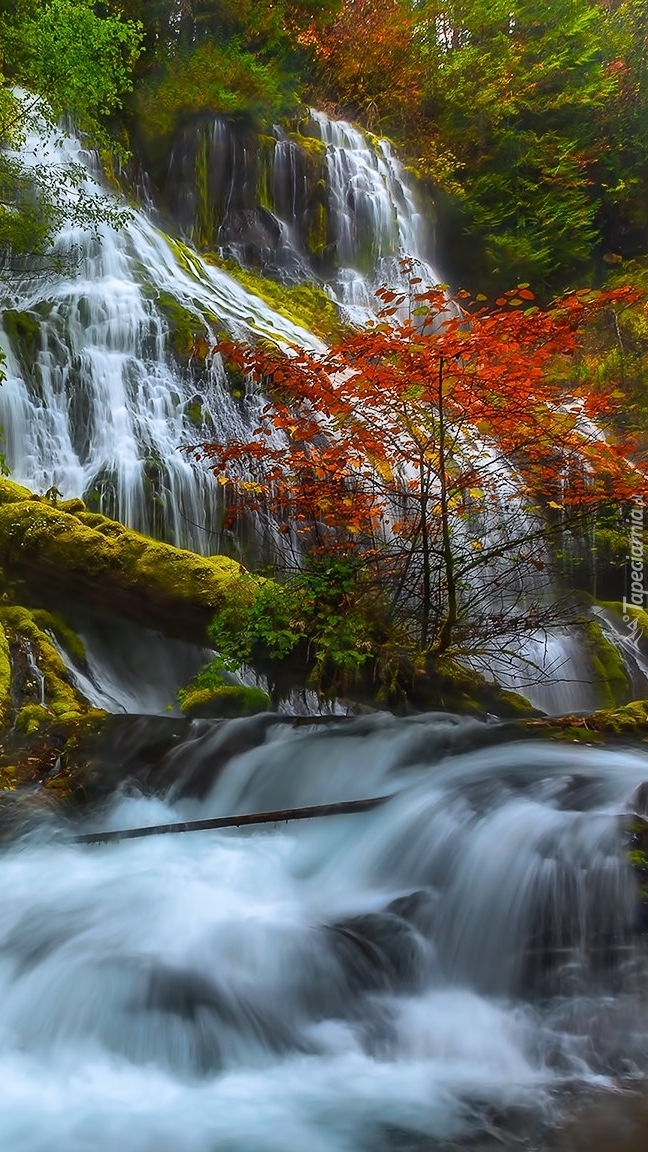 Wodospad Panther Creek Falls