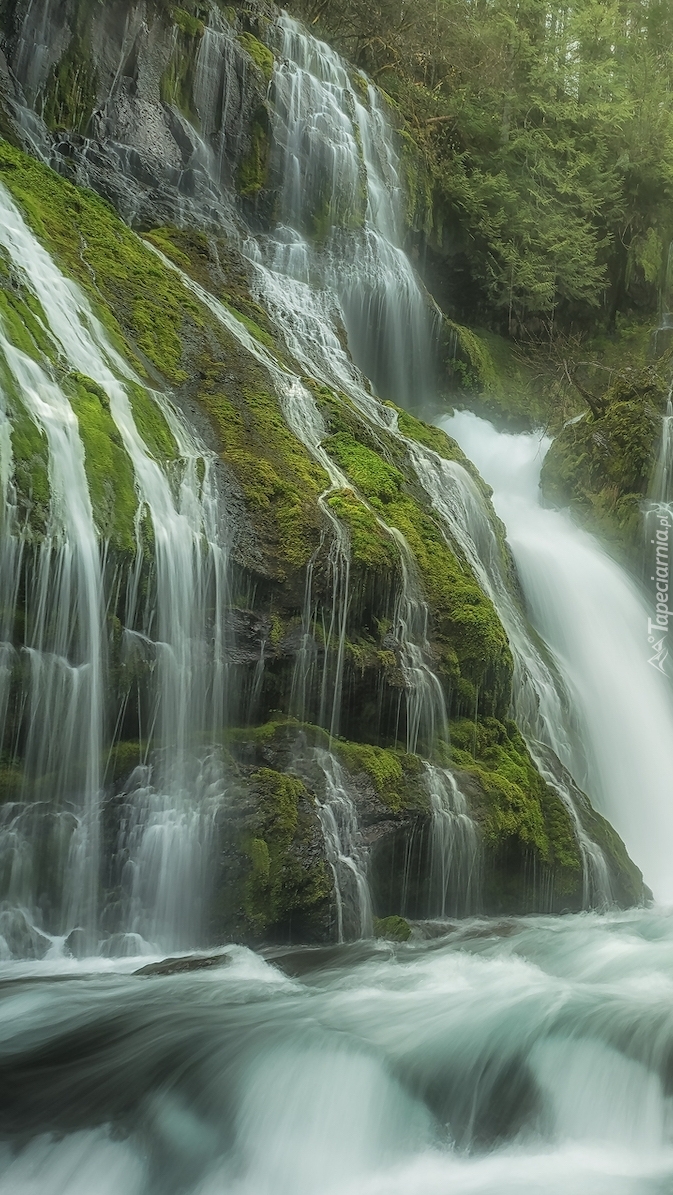 Wodospad Panther Creek Falls na omszałych skałach