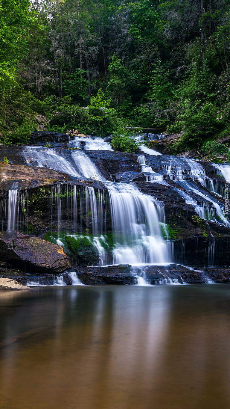 Wodospad Panther Creek Falls w lesie