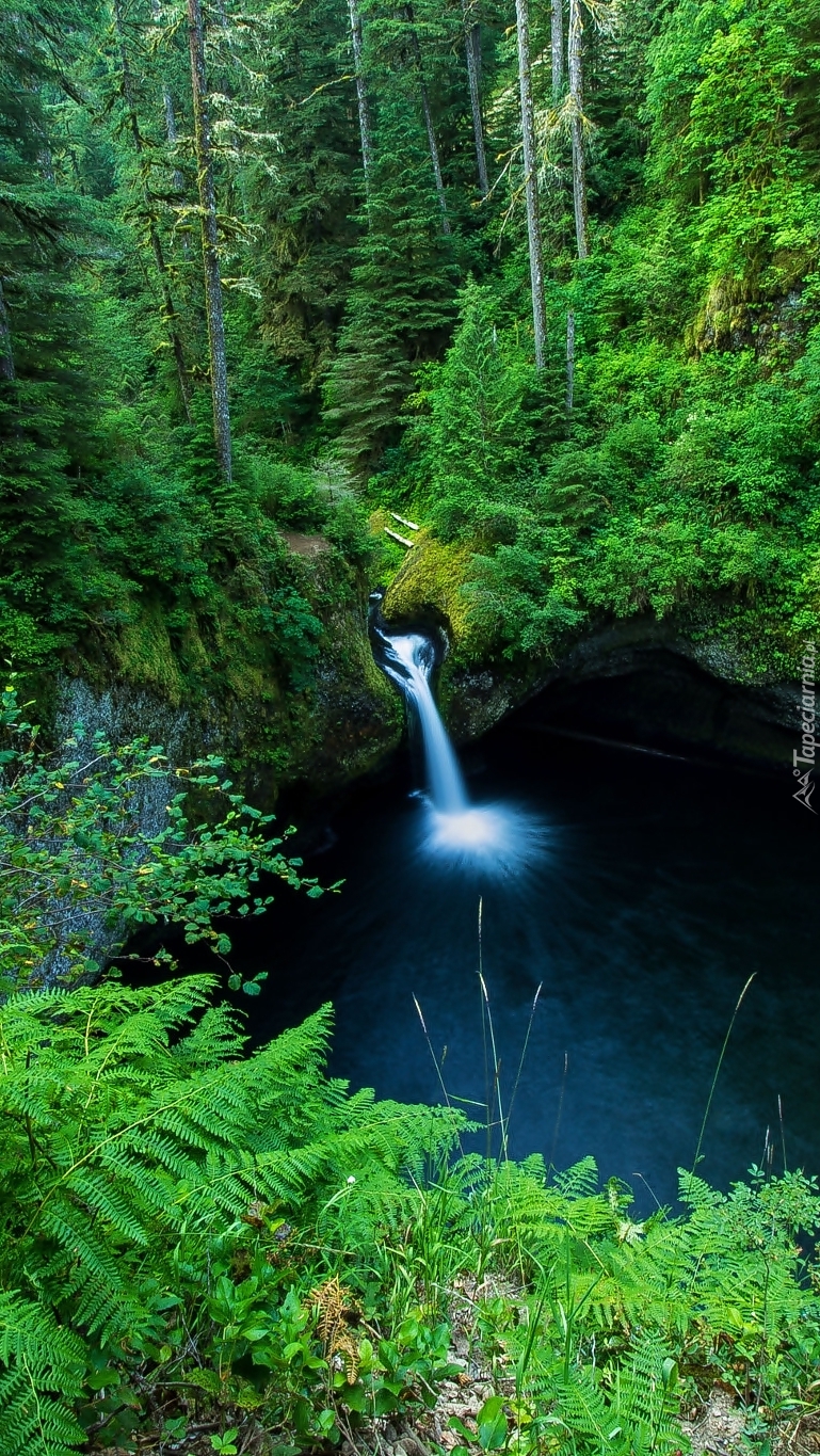 Wodospad Punch Bowl Falls w lesie