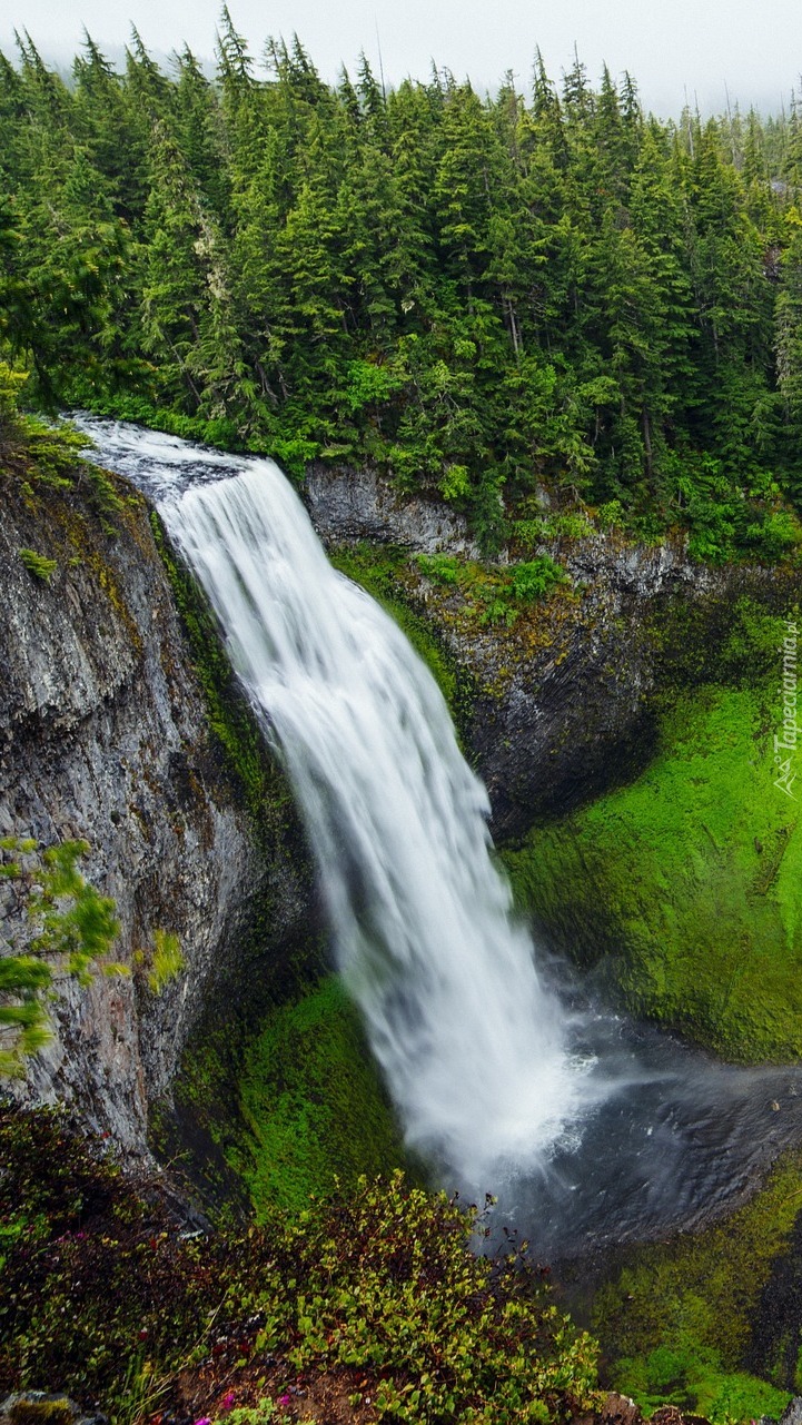 Wodospad Salt Creek Falls na rzece Willamette River