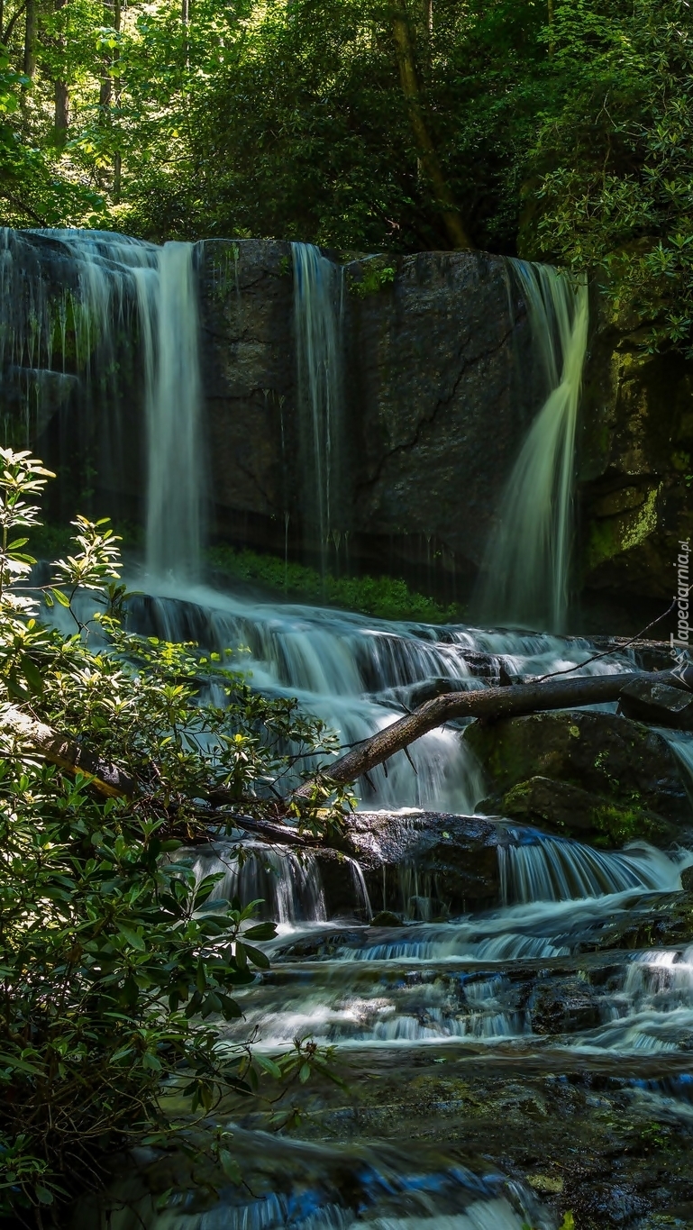 Wodospad Virginia Hawkins Falls w lesie