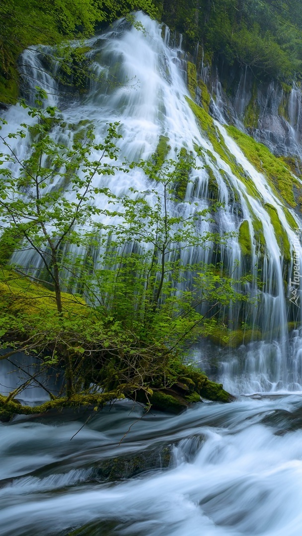 Wodospad w Gifford Pinchot National Forest