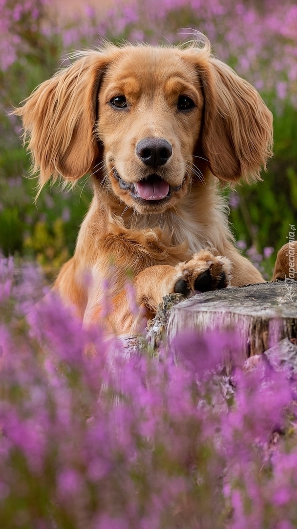 Working cocker spaniel