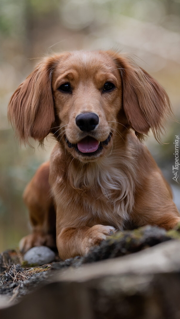 Working cocker spaniel