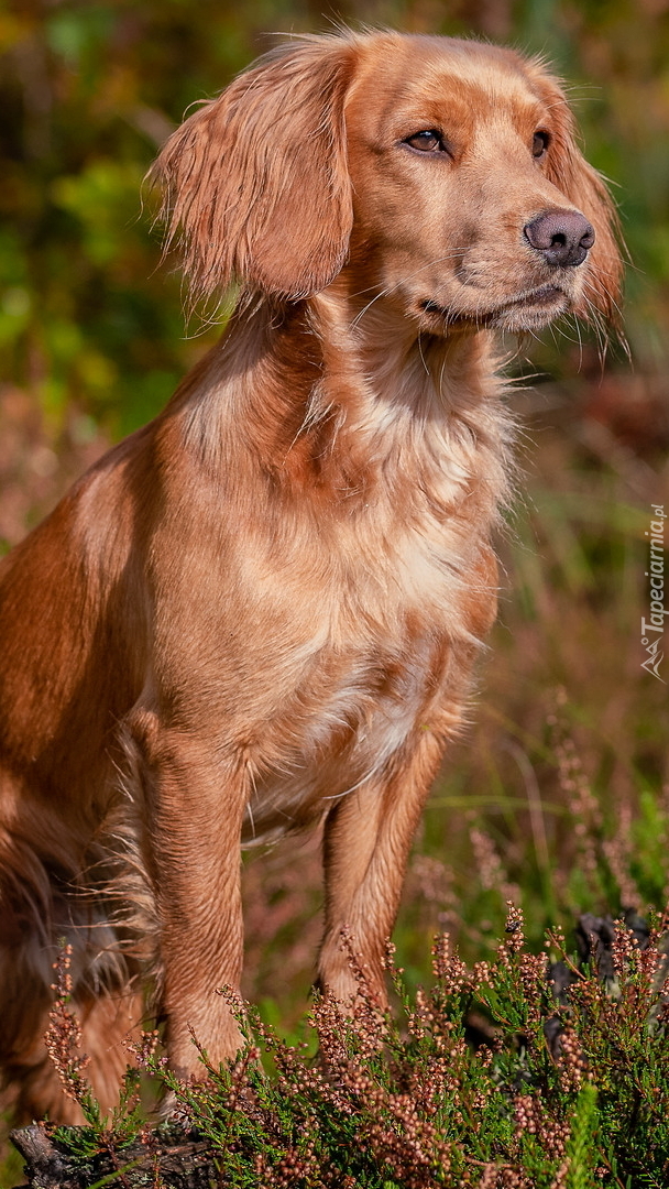 Working cocker spaniel