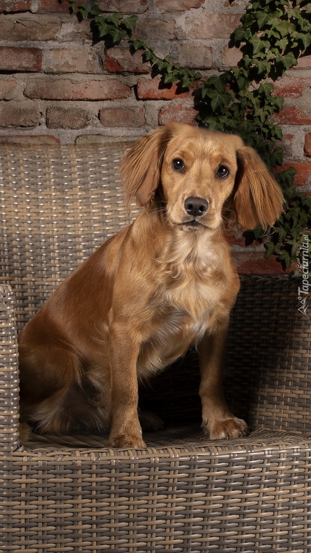 Working cocker spaniel