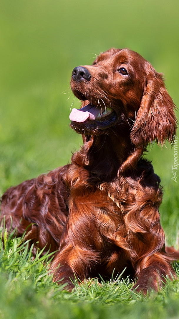 Working cocker spaniel