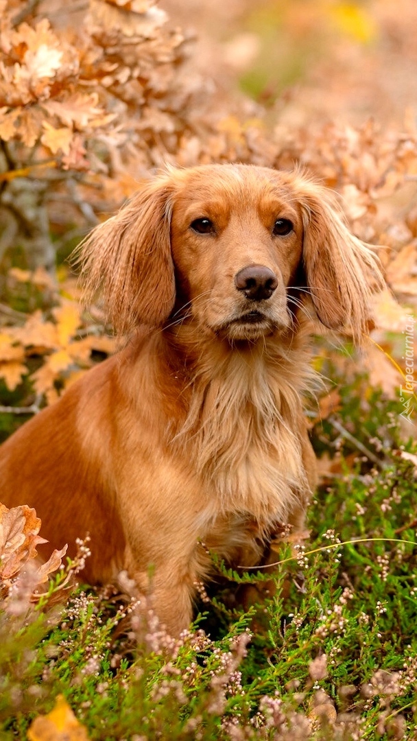 Working cocker spaniel