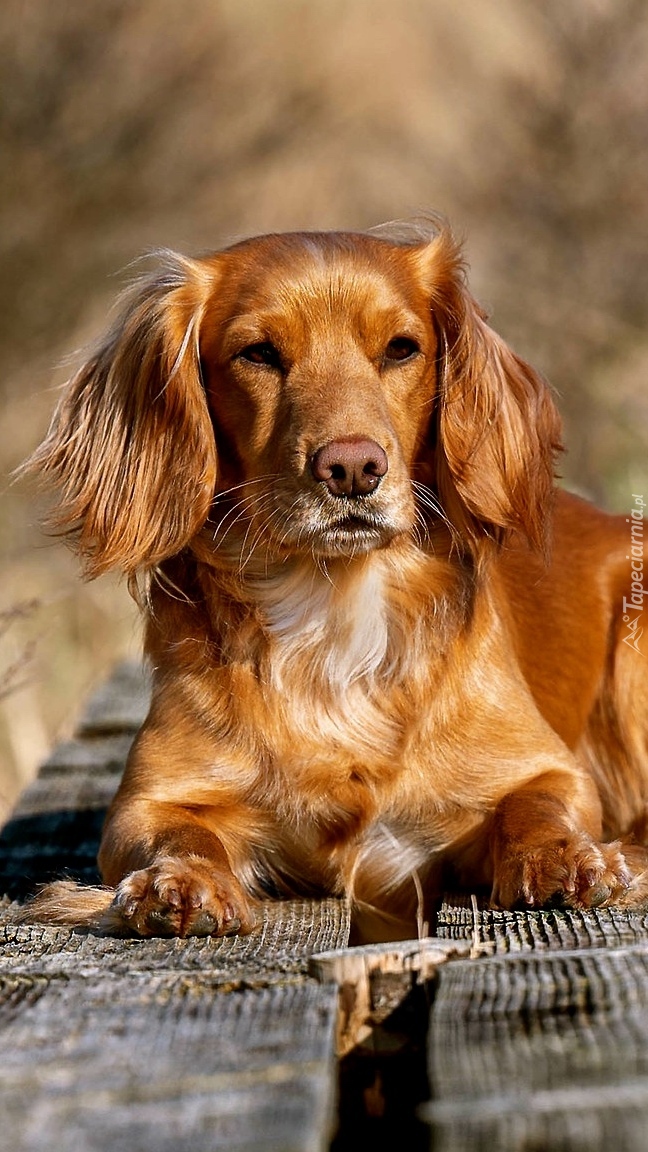 Working cocker spaniel