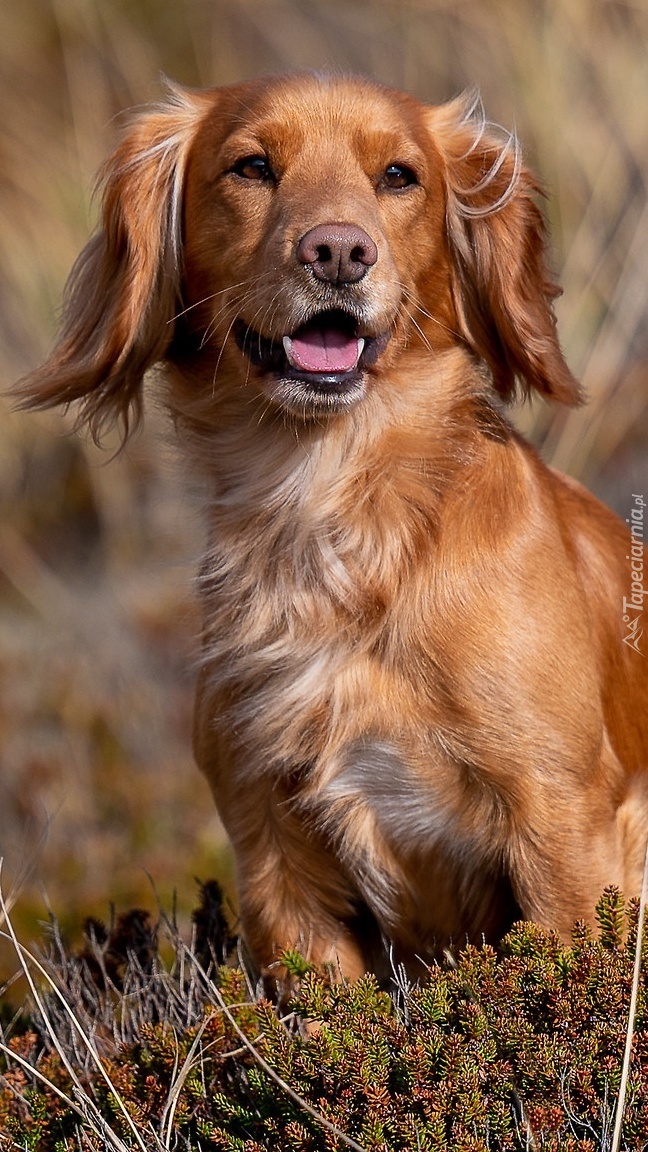 Working cocker spaniel