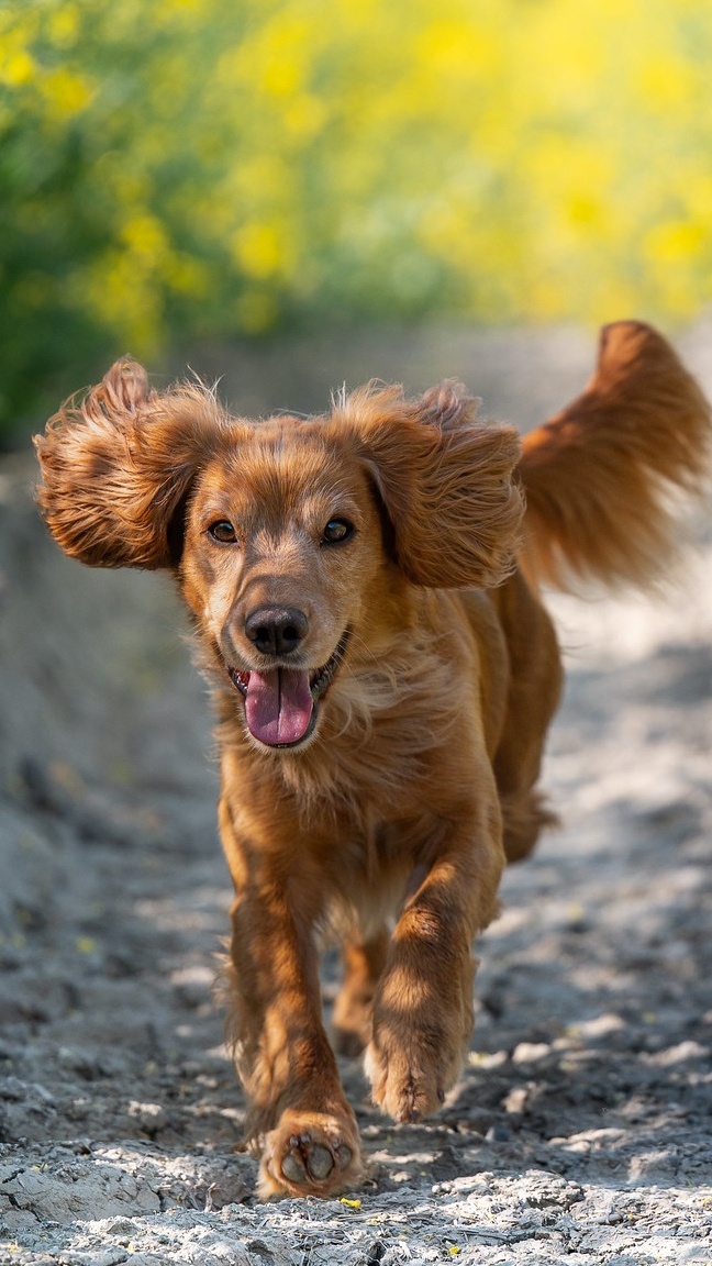 Working cocker spaniel na polnej drodze