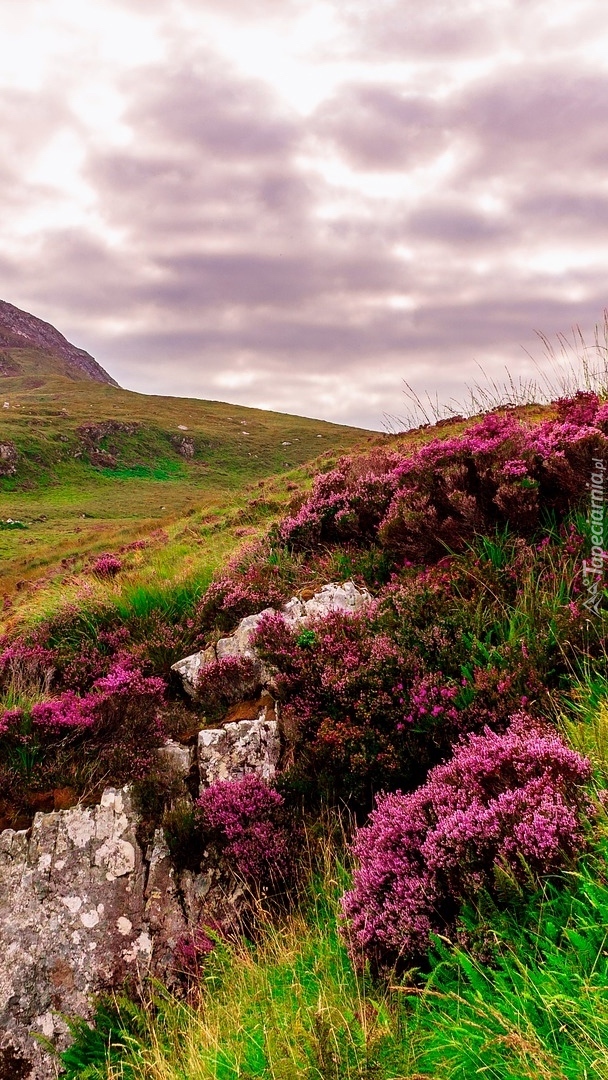 Wrzosy w Parku Narodowym Connemara