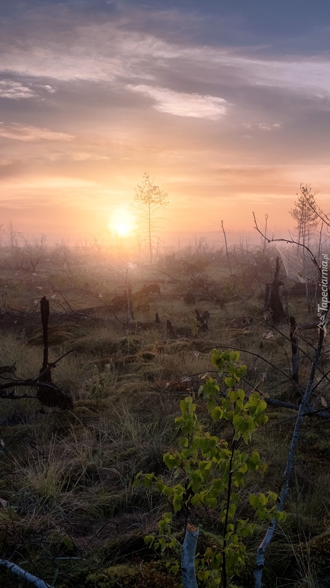 Wschód słońca nad bagnami