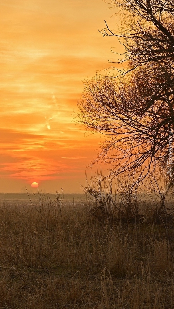 Wschód słońca nad łąkami