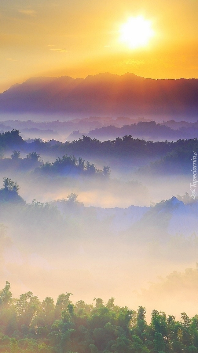 Wschód słońca nad lasem osłoniętym mgłą