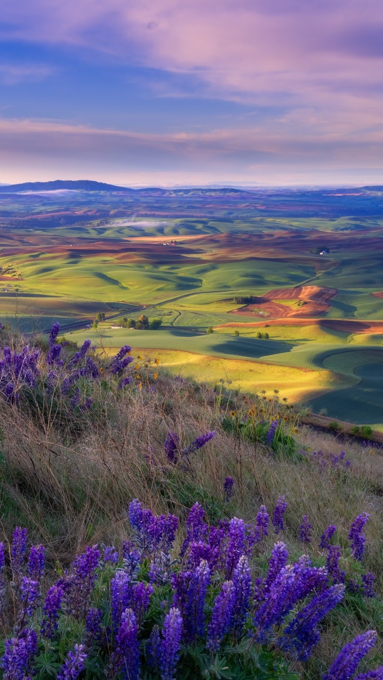Wschód słońca nad parkiem stanowym Steptoe Butte z rozległymi wzgórzami w dolinie i polnymi kwiatami