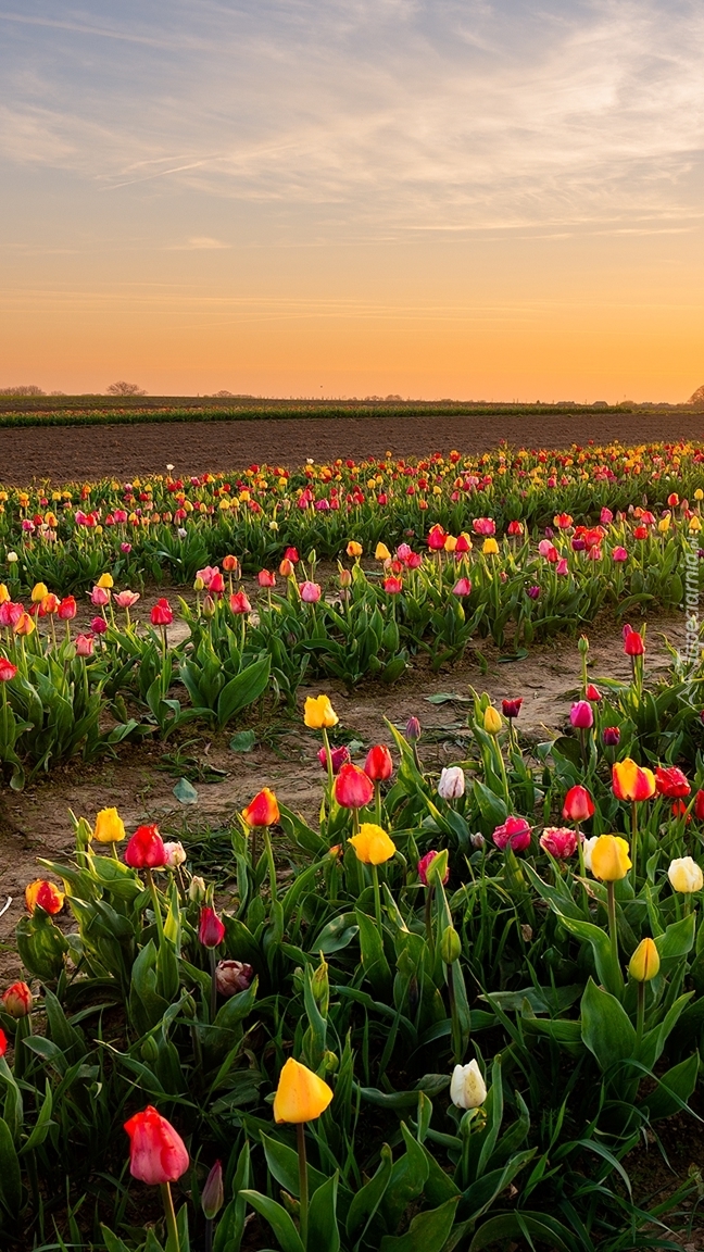 Wschód słońca nad plantacją tulipanów