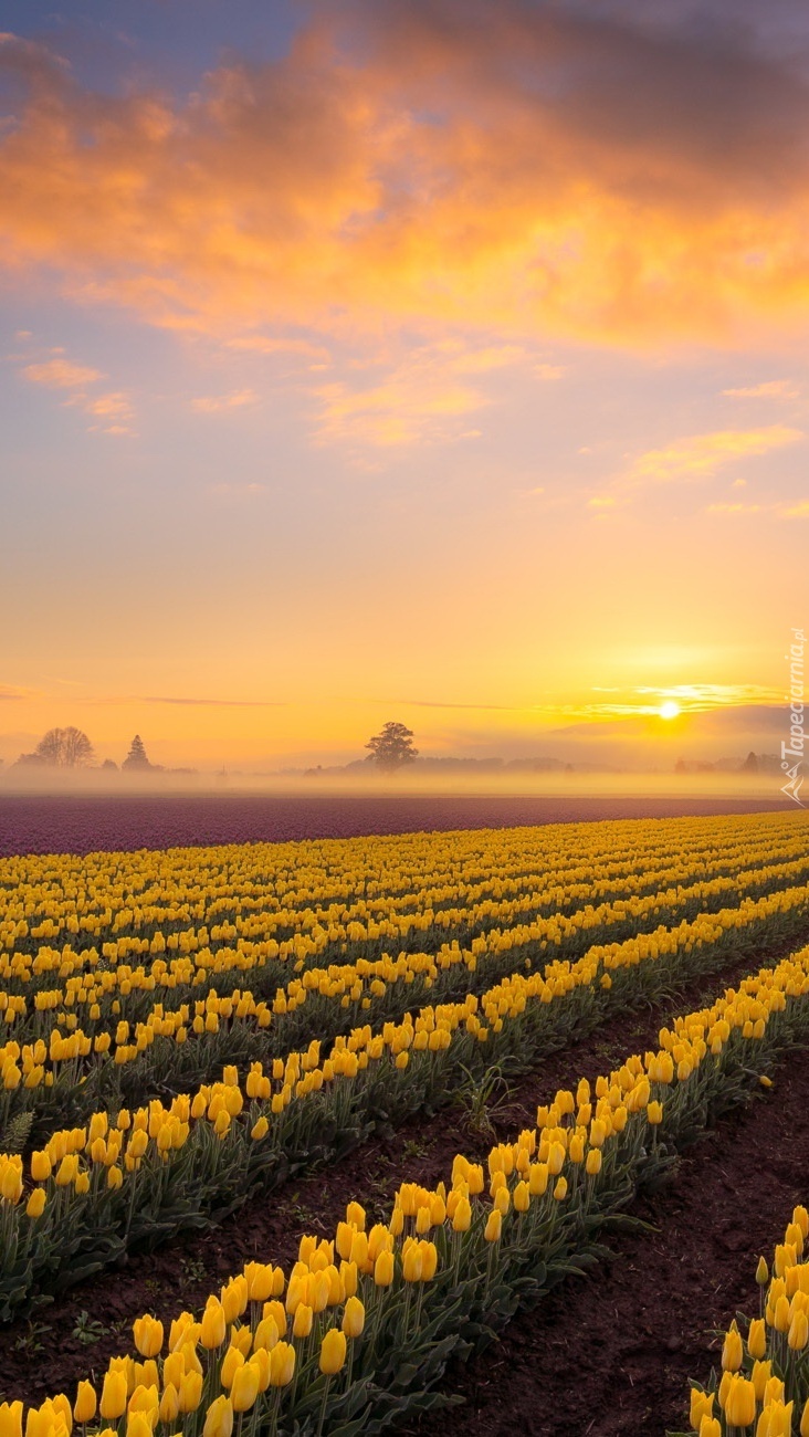 Wschód słońca nad plantacją żółtych tulipanów