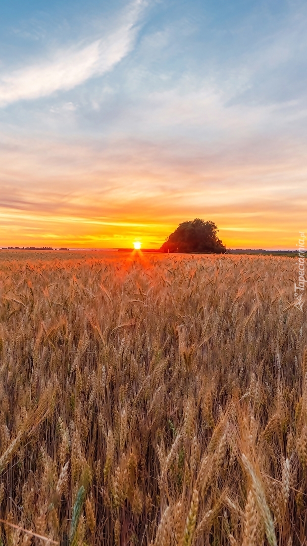 Wschód słońca nad polem zboża