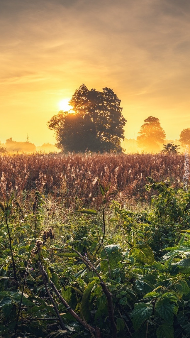 Wschód słońca nad zamgloną łąką