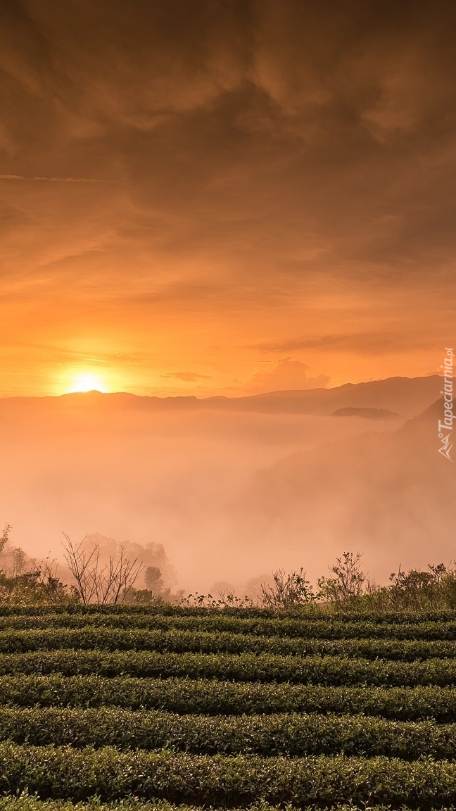 Wschód słońca nad zamglonym polem