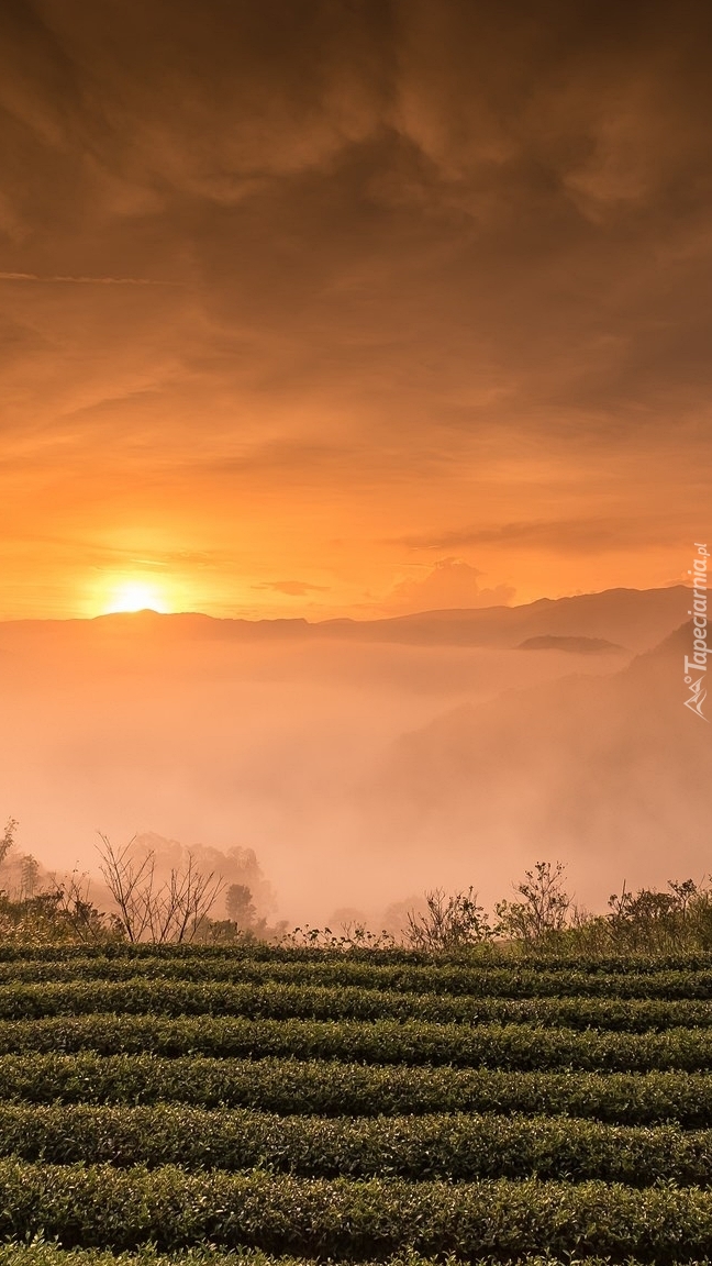 Wschód słońca nad zamglonym polem