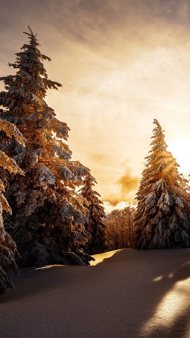 Wschód słońca nad zaśnieżonym lasem